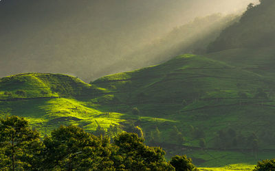 Scenic view of agricultural field