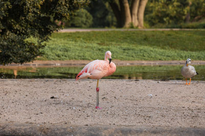 View of two flamingos on land