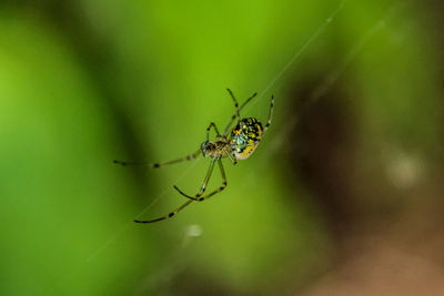 Close-up of spider