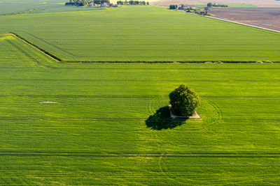 View from above on lonely tree with shadow in a green agricultural field