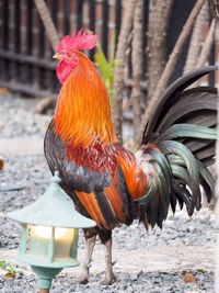 Close-up of rooster