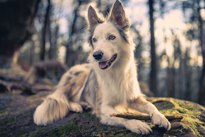 Portrait of dog running on field