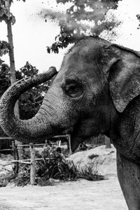 Close-up of elephant