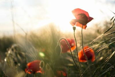 Close-up of orange poppy on field against sky