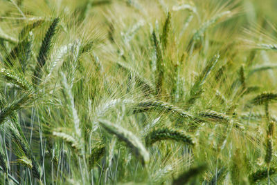 A symbol of spring an nature's rebirth green wheat closeup with plants filling the frame
