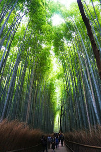 People amidst trees against sky