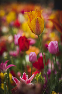 Close-up of pink tulips