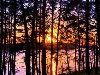 Silhouette trees in forest against sky during sunset