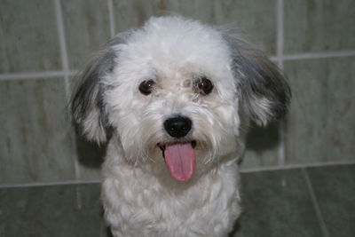 Close-up portrait of white dog