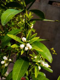 Close-up of flowering plant