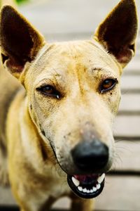 Close-up portrait of dog