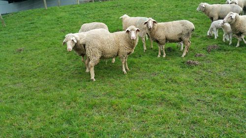 Sheep grazing on grassy field