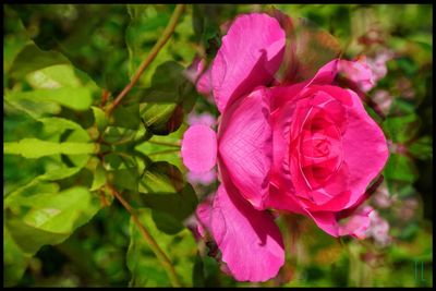 Close-up of pink flower blooming outdoors