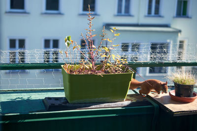 Potted plant on window sill