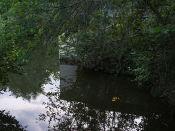 Scenic view of river amidst trees in forest