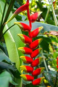 Close-up of red leaves