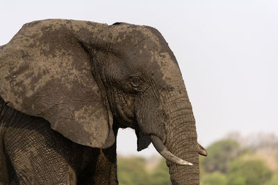 Close-up of elephant on land against sky