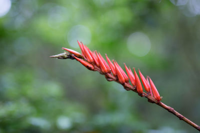 Close-up of red flower