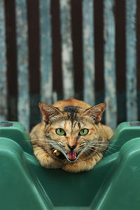 Portrait of cat sitting on car