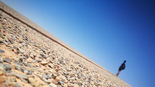 Low angle view of horse against clear blue sky