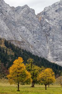 Trees on field during autumn