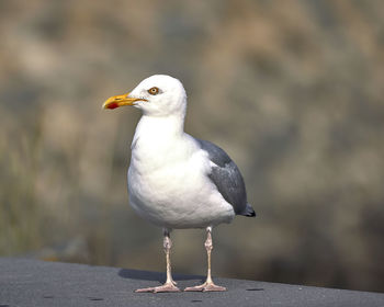 Close-up of seagull perching on a bird