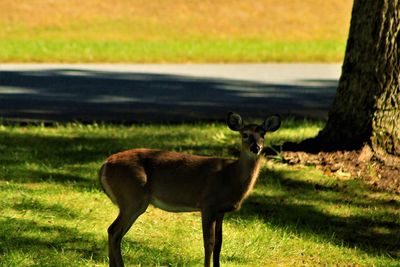 Side view of deer standing on field