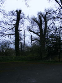Bird on tree against sky