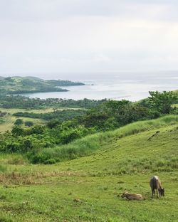 Sheep grazing on field by sea against sky