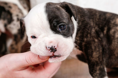 Cropped hand holding english bulldog puppy on hardwood floor