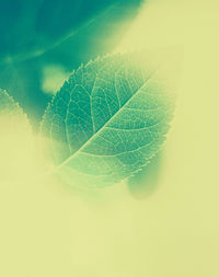 Macro shot of green leaves
