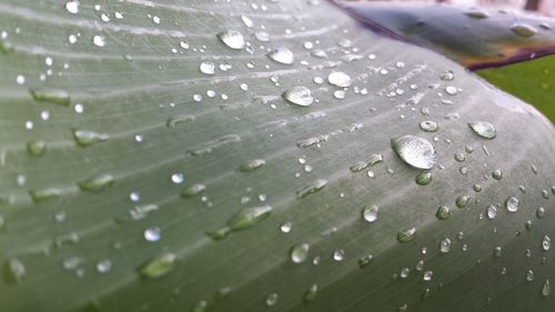 Full frame shot of raindrops on wet leaves