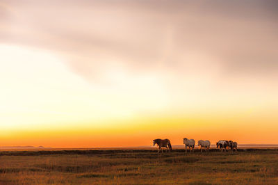 Horses walking on field against orange sky