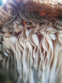 Full frame shot of mushrooms