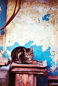 Cat on wooden floor