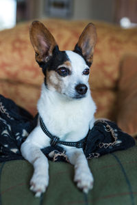 Portrait of dog relaxing at home