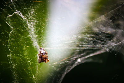 Close-up of spider on web