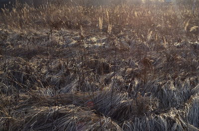 Full frame shot of dry plants on field