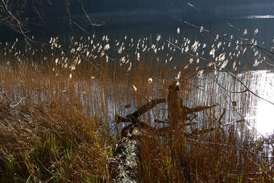 Close-up of water against sky