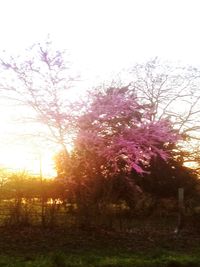 Cherry blossom trees on field against clear sky