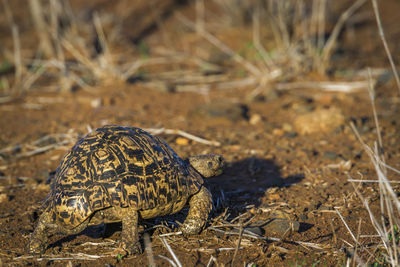 Close-up of turtle on land