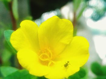 Close-up of yellow flowering plant