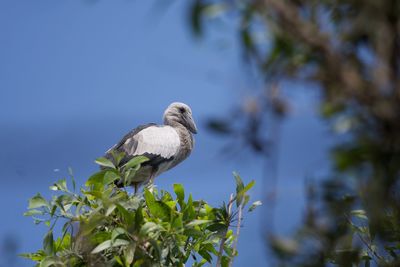 Low angle view of eagle perching on tree against sky