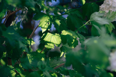 High angle view of flowering plant leaves