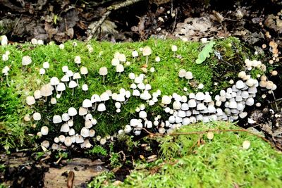 Close-up of flowers growing in field