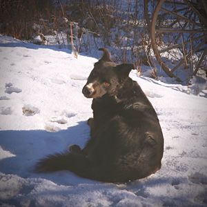 Horse on snow field during winter