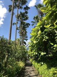 Footpath amidst palm trees against sky