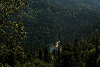 Pine trees in forest