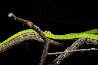 Close-up of lizard on tree