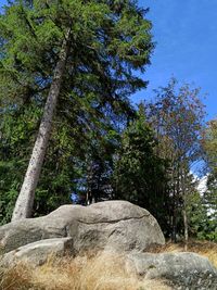 Low angle view of trees against rocks in forest